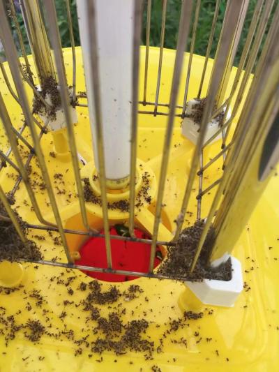 太陽(yáng)能殺蟲(chóng)燈殺蟲(chóng)效果 太陽(yáng)能殺蟲(chóng)燈殺蟲(chóng)效果